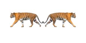 2 photos de tigres dont l'une en miroir